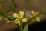 Roundpod St. Johnswort